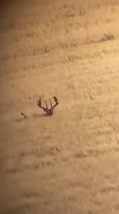 If I can't see them they can't see me...😂 #WildUnhinged Credit @ southsaskoutdoors on Insta • • • #whitetail #whitetailhunting #velvetwhitetail #saskatchewanhunting #sask #deerhunting #WildTV | Wild TV - Canada's Hunting and Fishing TV Network