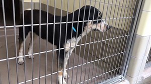 38 reactions · 27 shares | Can’t find pet harbor link. #A1487840...