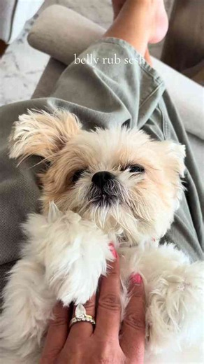 A relaxing belly rub session with my dog
