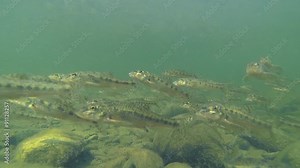 minnows in the pond/a lot of minnows swimming in muddy water (underwater camera)