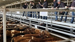 Female slaughter rates rising