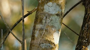 Flying Lizard sitting on the tree at Khao Yai national park, Thailand.