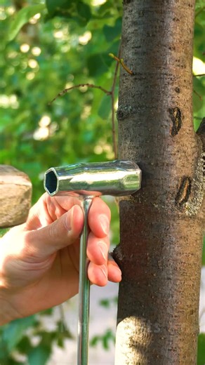 👨🌾 Grandpa's Forgotten Grafting Secret Modern Agronomists Ignore | 5-Minute Crafts