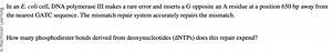 In an E. coli cell, DNA polymerase III makes a rare error and i... | Filo