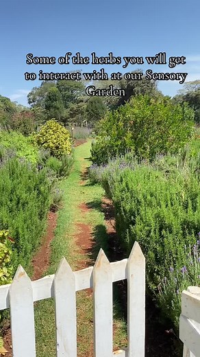 A sensory escape like no other!✨Did you know that smelling fresh herbs can boost your mood?🌿❤️. Book for a farm tour today and get to experience our beautiful sensory garden by engaging with these herbs. Incase of enquiries please call or text 0746370700 #nature #fyp #naturelover #relatable #herbs #sensorygarden #tiktokkenya #tigoni #tigoniadventures #tours #farmtour