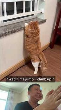 The NPC Cat Glitch: When They Get Stuck in a Loop. #funny #cat #pets