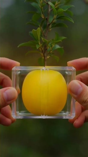 Lemon Fruit Shaping Method That Actually Works #diy #farming