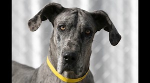 2.4K views · 425 reactions | UPDATE: Suzie Q has an adoption pending! Suzi Q is available for adoption at National Mill Dog Rescue in Colorado Springs, CO. Read about her at this link: https://www.petango.com/Adopt/Dog-Great-Dane-46147874 Learn about adoption here: https://nmdr.org/our-dogs | National Mill Dog Rescue | Facebook