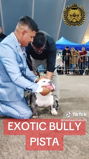 Santa Anita Bulls on TikTok