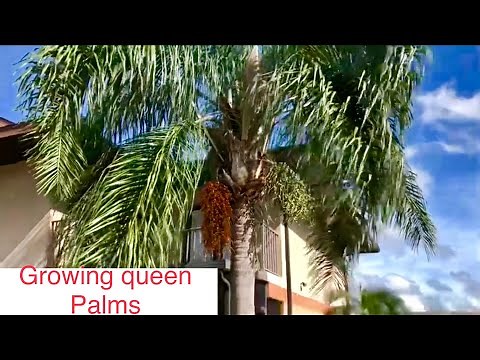 How to grow a queen palm from seed