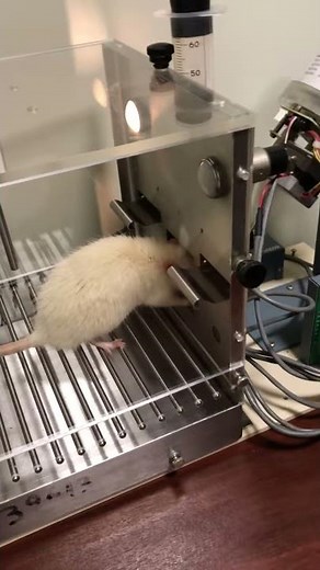 Condicionamiento operante en la caja de Skinner.