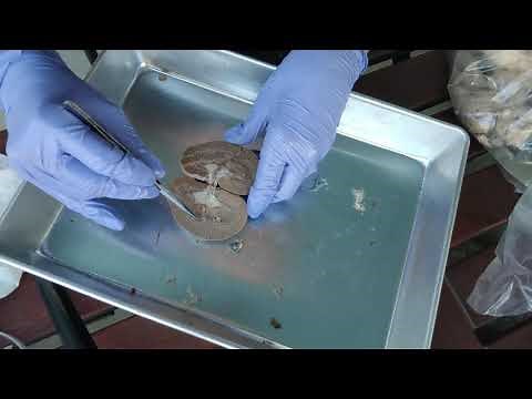 Sheep Kidney Dissection