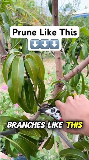 How To Prune Mango! (Pruning Tips You Didn’t Know) “Why it Works”