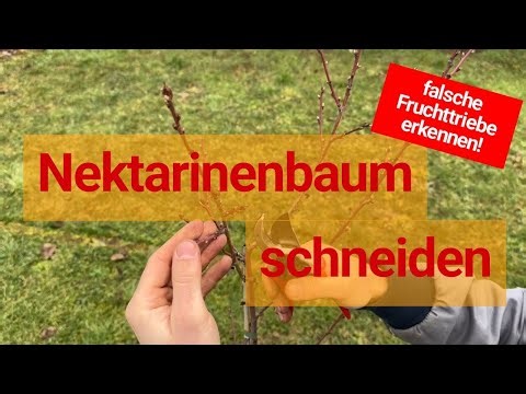 Pruning a nectarine tree | Pruning instructions ✂️🍑