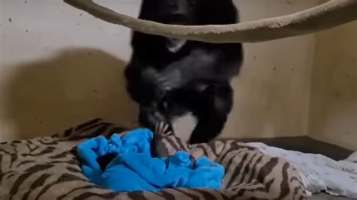 ‘Heart-melting’ moment baby chimp reunites with mother after emergency C-section