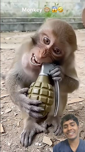cute monkey fails 😂Funny monkey 🐵 hilarious #shorts #funnymonkey