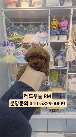 레드푸들 RM 강아지분양가격 문의주세요 #강아지 #강아지분양 #애견분양 # 반려견 #푸즐 #미니어처푸들 #레드푸들 #poodle #toypoodle #토이푸들 #퍼피캣 #rm