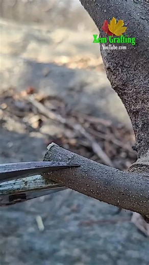 #Best grafting Techniques for fruit plants || Grafting Experiment #grafting