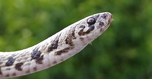 Une nouvelle espèce de serpent identifiée en Inde grâce à Instagram