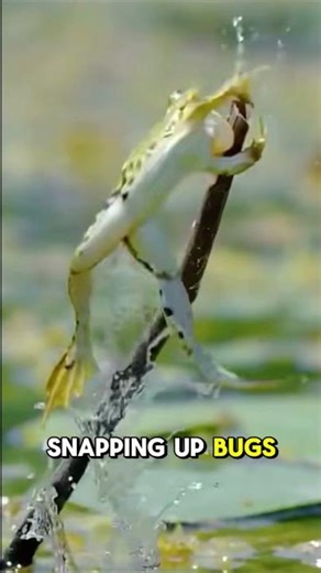 Leaping Frogs Nature’s Tiny Ninjas #frog #wildlife #reptiles