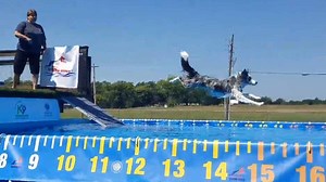 Broken Arrow Dog Dock Diving Competition Held At K9 Manners & More