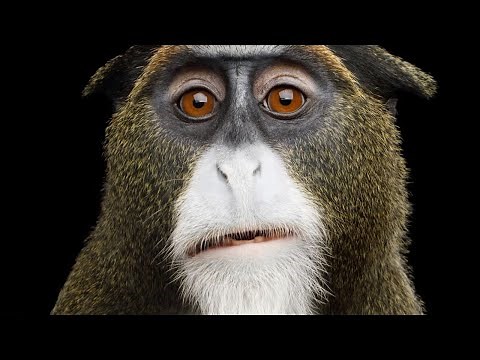 STRANGEST Monkeys In The World