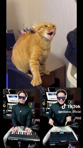 Cat music! 😸🪕❤️🎶 #cutecat #cute #catsoftiktok #cats #catmusic #atilakw #singercat #catsound #remix #catsong