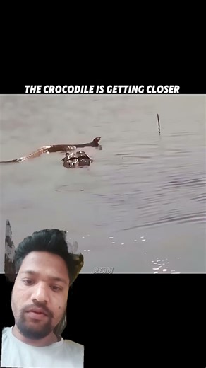 crocodile attacks python #animals #wildlife #shorts #ytshorts #viralvideo