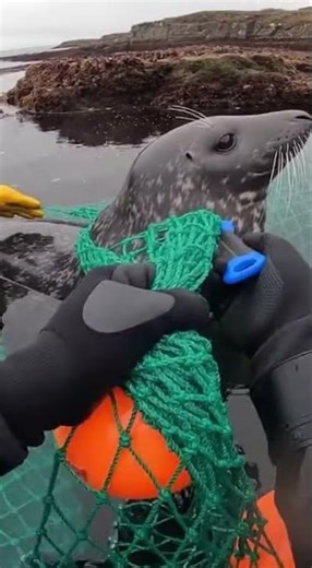 Grey seal safely freed from deadly fishing net in one continuous rescue 🌊🦭