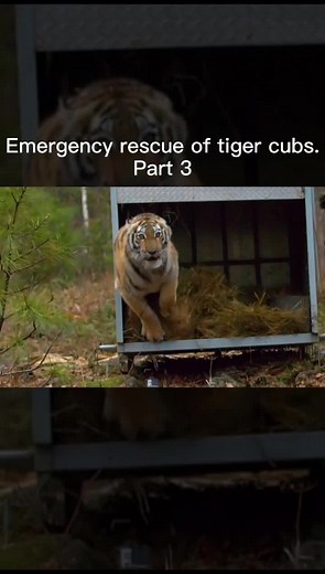 Emergency rescue of tiger cubs#rescue #tigercub #tiger #wildlif