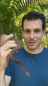 Pygmy Python As A Pet? #reptiles #snake #python #petreptile