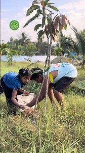 மாமரத்திற்கு இயற்கை கால்சியம் | Kitchen Waste to Farm Gold 🌱 | Eggshell Calcium for Mango Trees