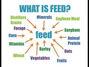 Feed ingredients #animalscience #feedingredients #animalnutrition #poultrynutrition