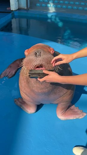 Clapping Walrus: Amazing Sea Lion Behavior