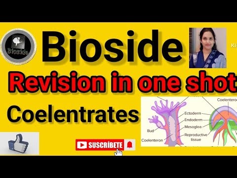 Revision in one shot coelenterates |cnidaria|