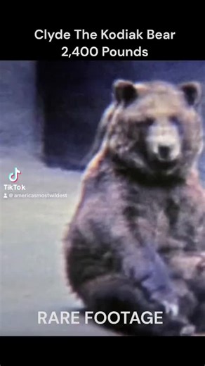 Clyde The Kodiak Bear: Rare Footage #largestbearintheworld #bigbear #clydebiggestbear