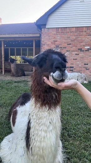 Dont touch me #funny #llama #farmanimals #animals #cute #llamas #farm... #cutenessoverload #babyllama #goosethellama #cria #llama #babyanimal #animals #fyp | The Packing Llamas | Facebook