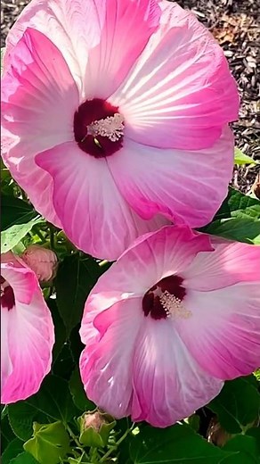 10 Stunning Hibiscus Varieties Every Gardener Needs🌺🌿 #hibiscus #plantvarieties #shortfeed