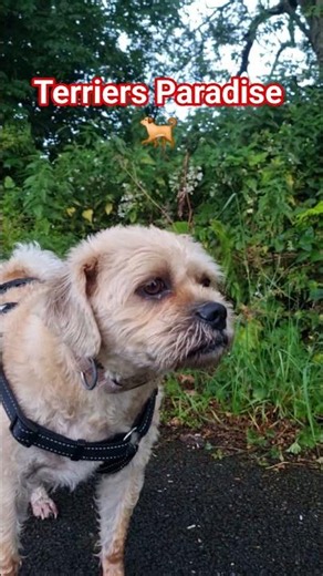 The Terriers Paradise 🤗🥰🤗