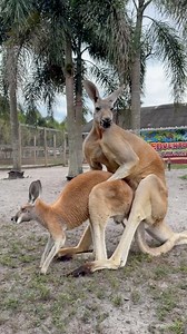 Happy Hump Day 🤣🤣 Have a little fun and lighten up!! Come visit our AMAZING Animals! Book now at AnimalEDventures.com | Animal EDventure Park & Safari