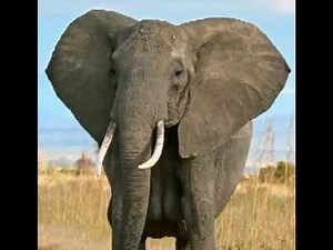 Elephant Trumpet 10 🐘 🔊