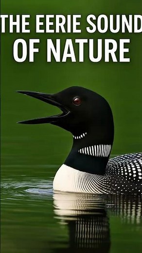 The Eerie Call of the Common Loon | Haunting Sounds of the Wild #commonloon #duck #lake