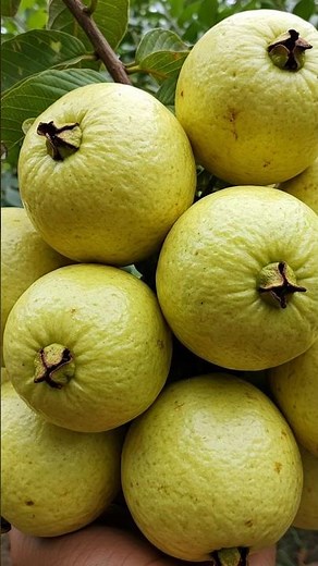 Grow Guava at Home Fast – Easy Method for Beginners!