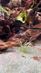 Little L46 zebra pleco popping out 🤩 #pleco Thanks to @exoticaquatics808 for sending them to me all the way from Hawaii 🙌 | TMK Aquarist