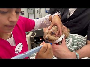 Tonometry- Ophthalmology procedure