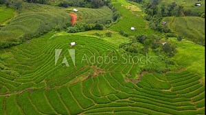 Paddy rice farmland in Northern Thailand, Pa Pong Piang rice terraces in North Thailand, green rice paddy fields during green season