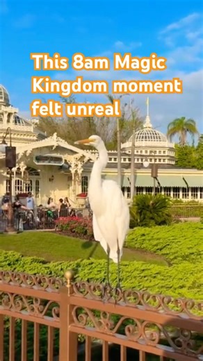 A White Egret at Crystal Palace | Quiet Magic Kingdom Morning #magickingdom #disney