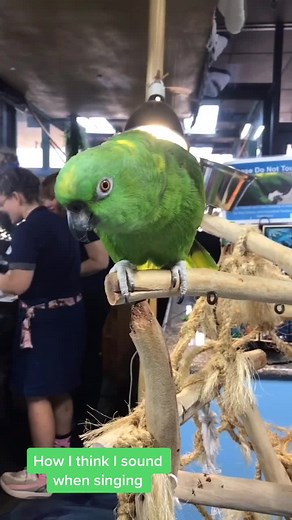 Funny Amazon Parrot Singing and Talking Compilation