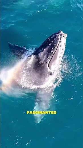 🌍 PACIFIC OCEAN: Deep Mysteries, Strange Creatures, and Incredible Secrets