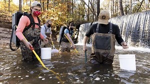 The weather loach, an air-breathing invasive fish, found in Georgia creek